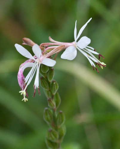 Oenothera gaura #34